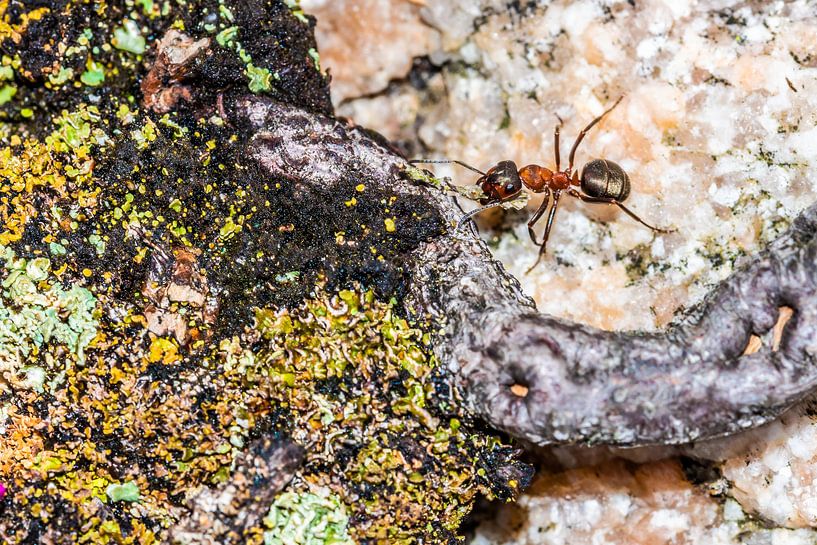 Ant on moss by Myra van Heeringen