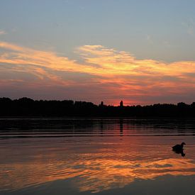 Zonsondergang Meerkoet Delftse Hout van Mart Beeftink