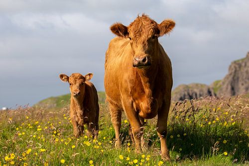 Distrustful curiosity - A cow with calf in a meadow of vibrant colors