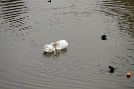 Verliefde zwanen van Abra van Vossen