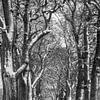 Winterliche Eichenallee in schwarz & weiss von Jürgen Schmittdiel Photography