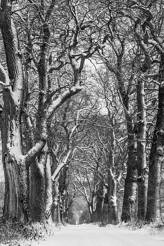Winter oak avenue in zwart-wit