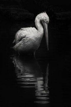Calming image of a white pelican in the water by Chihong