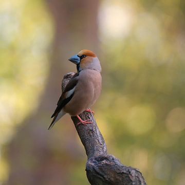 Appelvink op tak van Wim van der Meule