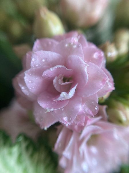 Macro photo flower by Cinderella B