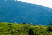 Grazing horses