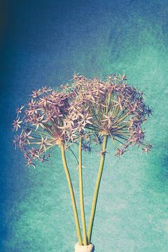 Alium van Lavieren Photography