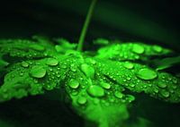 Maple leaf with water drop