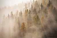 trees in morning mist