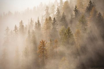 les arbres dans la brume du matin sur Melanie kempen