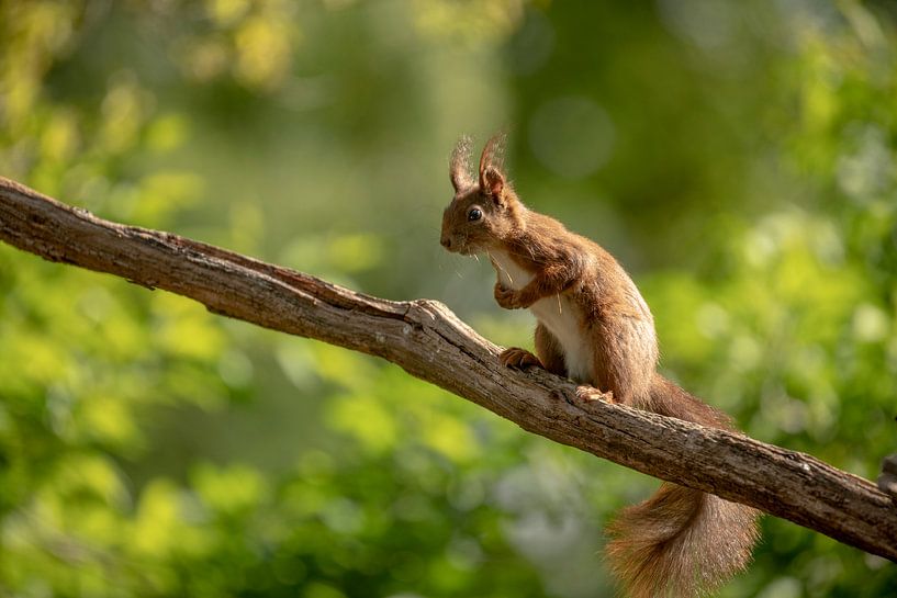 Eichhörnchen auf Zweig von Tanja van Beuningen