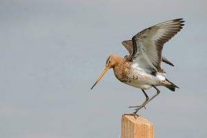 grutto op paal strekt zijn vleugels van Petra Vastenburg