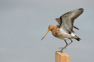 black-tailed godwit on stilts stretches its wings by Petra Vastenburg
