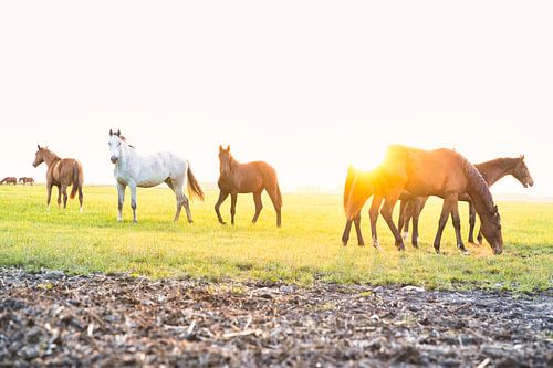 Paarden in het landschap met ondergaande zon