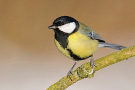 Great Tit ( Parus major ), typical garden bird