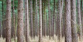 Panorama de la forêt sur Mark Bolijn
