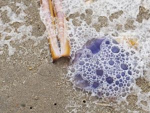 Méduse et "lame de rasoir" sur la plage près de la mer du Nord.