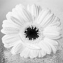 Black - White: A square gerbera with a loose leaf by Marjolijn van den Berg thumbnail