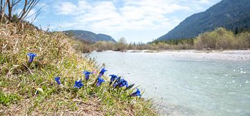 groep blauwe gentianen aan de oever van de Obere Isar, Beieren van SusaZoom