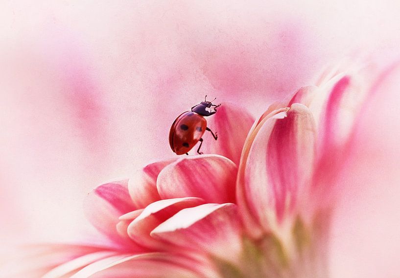 Coccinelle sur gerbera par Ellen van Deelen