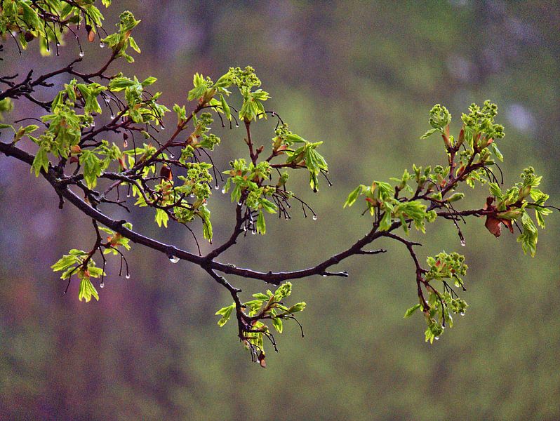 Goutte de pluie par Edgar Schermaul