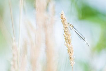 Juffer op gras aar van Danny Slijfer Natuurfotografie