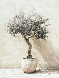 Minimalistischer Olivenbaum im Topf von IamHome Studio