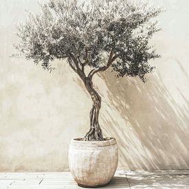 Minimalistischer Olivenbaum im Topf von IamHome Studio