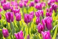 Paarsen tulpen