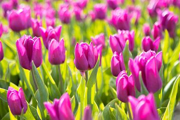 Purple tulips by Marco Leeggangers