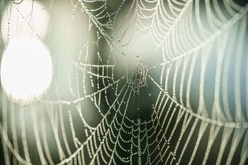 Spinnenweb met sfeervol herfstlicht en dauw druppels