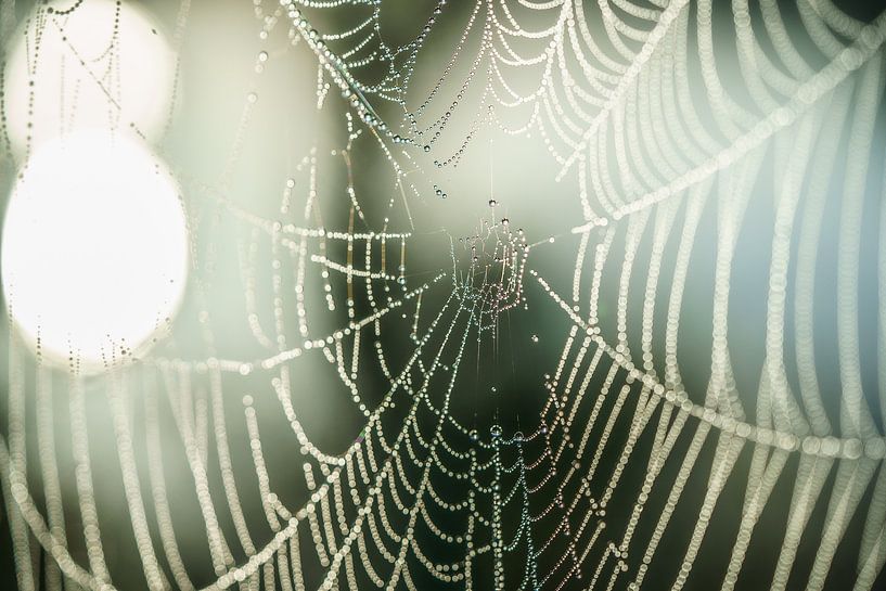 Spider web with atmospheric autumn light and dew drops by Fotografiecor .nl
