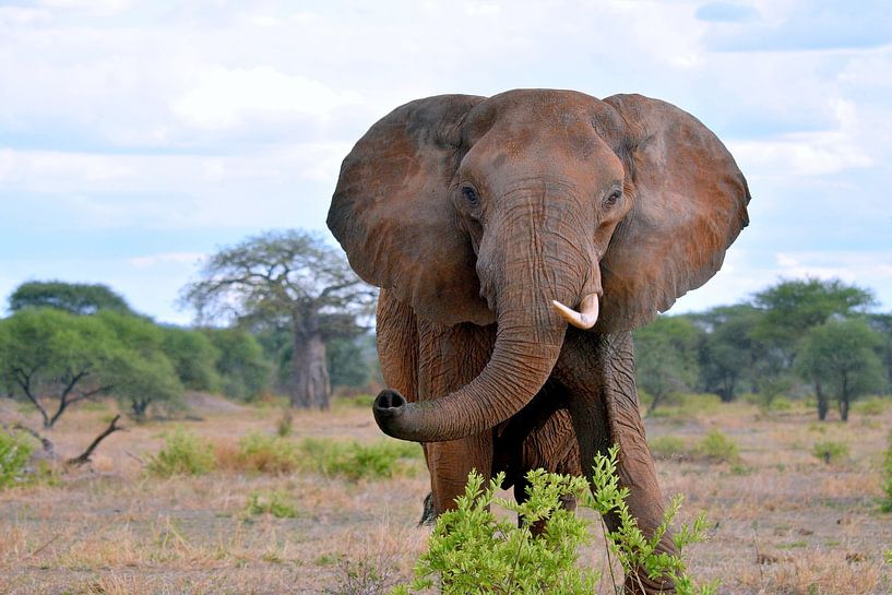 Éléphant mâle par Wiltrud Schwantz