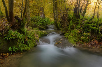 Forest stream in Elfenland