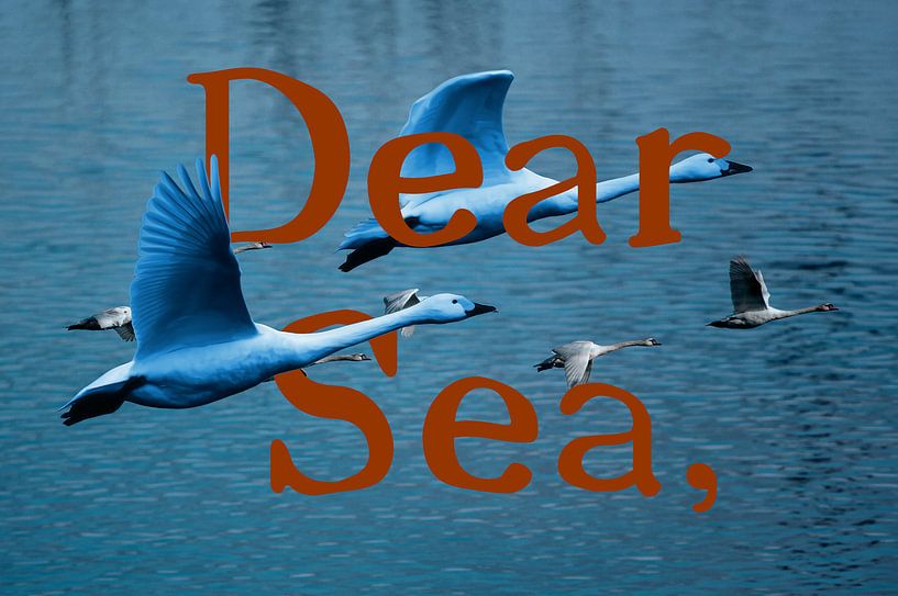 Dear Sea, by True Color Stories