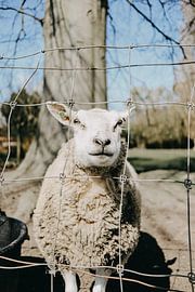 Sheep by Werner Lantinga