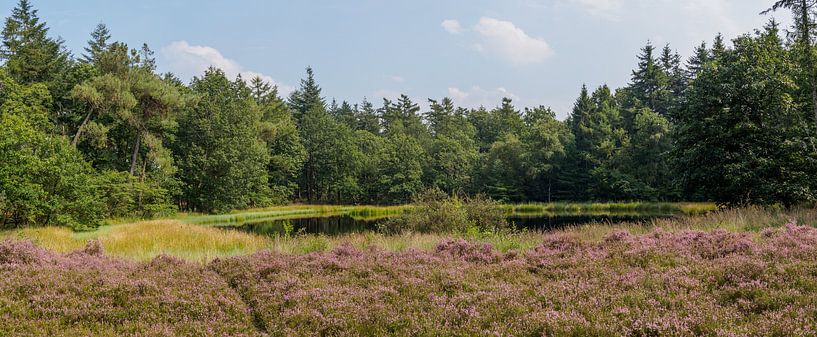 Bloeiende hei voor bos ven en bosrand par Frank Hoekzema