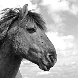 Wild horse in National Park the Utrecht Hill Ridge. by Jasper van de Gein Photography
