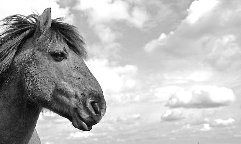 Wild horse in National Park the Utrecht Hill Ridge. by Jasper van de Gein Photography