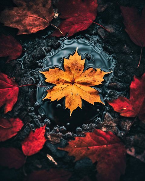 Herfstsfeer van fernlichtsicht