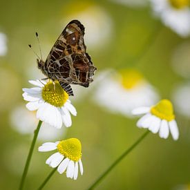 Araschnia Levana von Ingrid Ronde