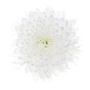Weiße Chrysantheme auf weißem Hintergrund von Klaartje Majoor Miniaturansicht
