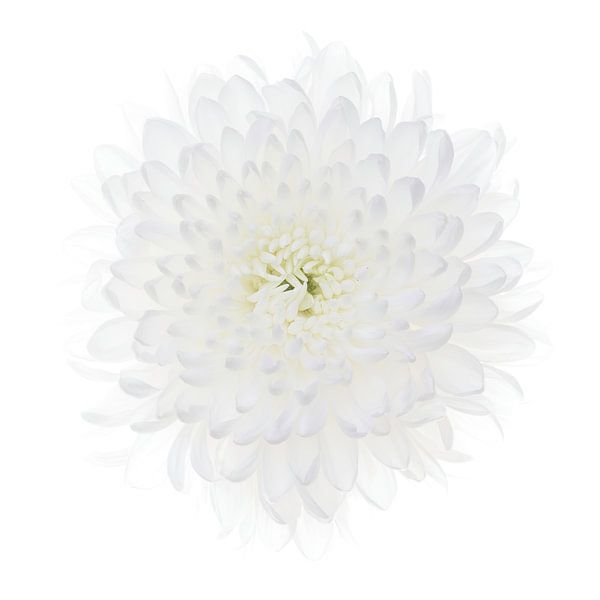 Chrysanthème blanc sur fond blanc par Klaartje Majoor