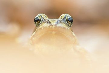 Brown frog von Douwe Schut