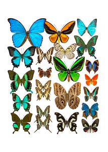 Collection de papillons sur Marielle Leenders