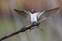 Barn Swallow (Hirundo rustica)