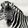 Black or white, Zebra's in Namibia by Photo Wall Decoration