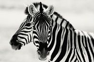 Zebras von Photo Wall Decoration Miniaturansicht