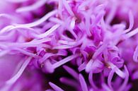 Sprietjes in paarse kleur van fotomeisjeuitbrabant thumbnail