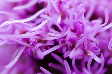 Sprietjes in paarse kleur van Simone Haneveer